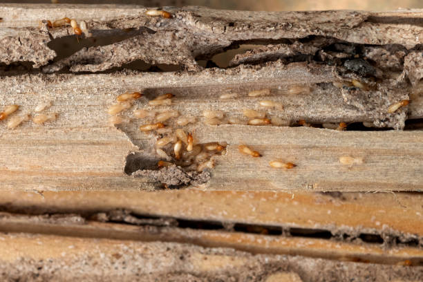 Flea Control Services in Anahola, HI